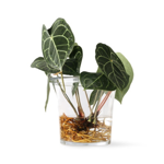 Afbeeldingen van HKliving Solid glass flower pot 26cm XL